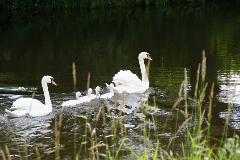 Schwaene auf der Sauer Bild Nr.048